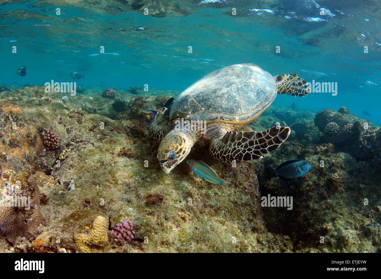 Tortuga carey (Eretmochelys imbricata) comiendo coral en el mar Rojo, Abu Dabab, Marsa Alam, Egipto Foto de stock