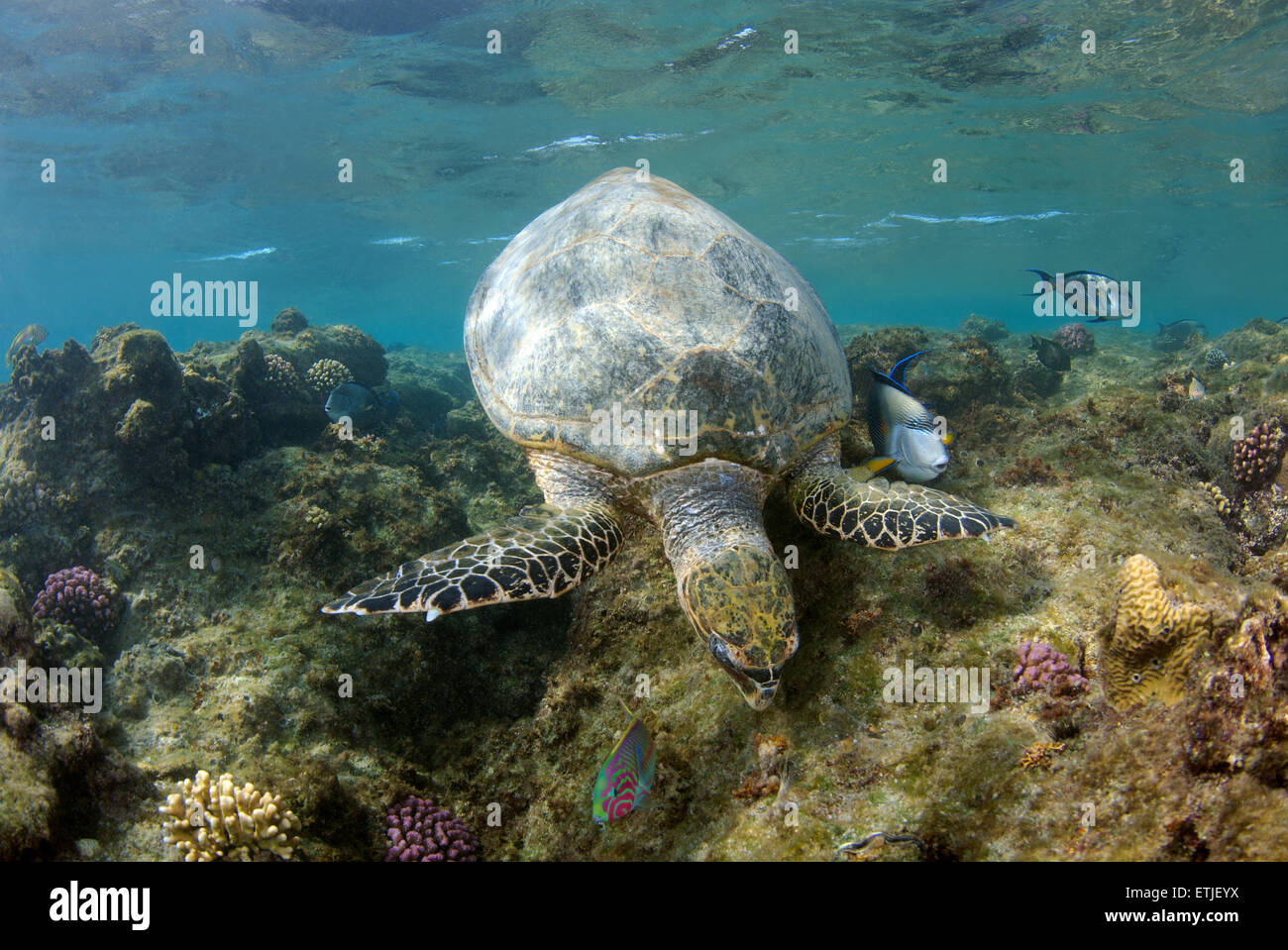 Tortuga carey (Eretmochelys imbricata) comiendo coral en el mar Rojo, Abu Dabab, Marsa Alam, Egipto Foto de stock