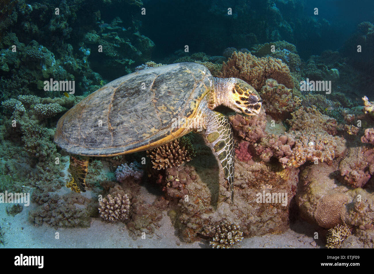 Tortuga carey (Eretmochelys imbricata) comiendo coral en el mar Rojo, Abu Dabab, Marsa Alam, Egipto Foto de stock