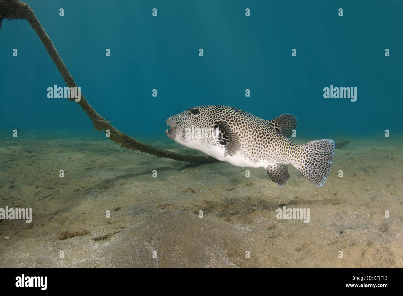 Star blacklined blaasop, blowfish, Blackspotted puffer o Pufferfish Estrellado (Arothron stellatus), Mar Rojo, Egipt Foto de stock