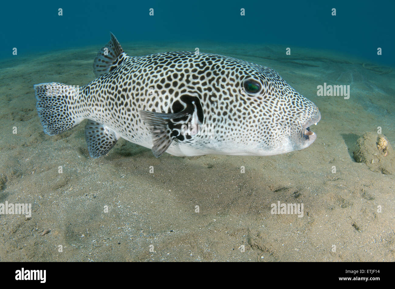 Star blacklined blaasop, blowfish, Blackspotted puffer o Pufferfish Estrellado (Arothron stellatus), Mar Rojo, Egipt Foto de stock