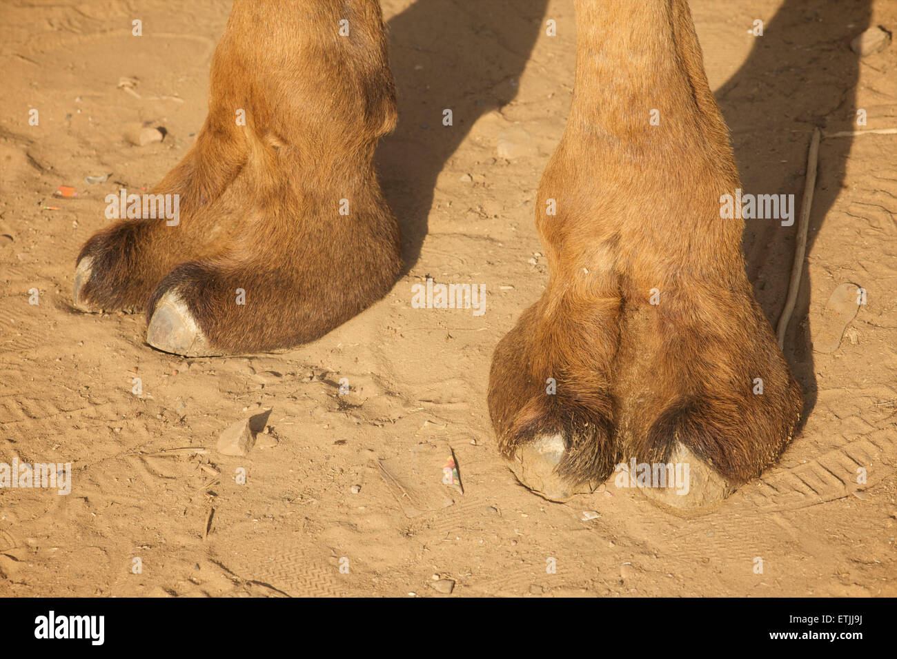 Pies de camello. Los dedos de los pies Foto de stock