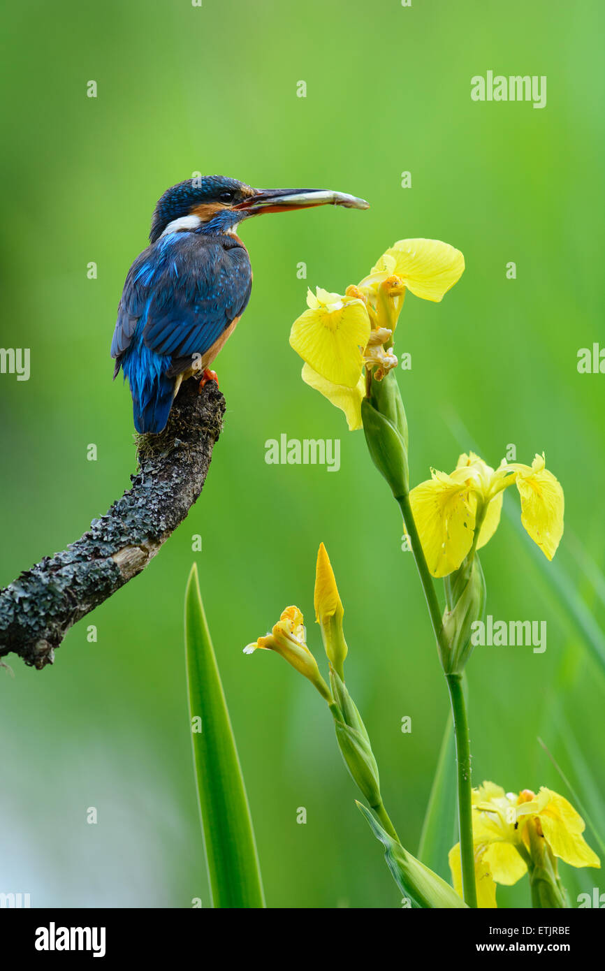 Unión Kingfisher con presas con flores de iris amarillo Foto de stock