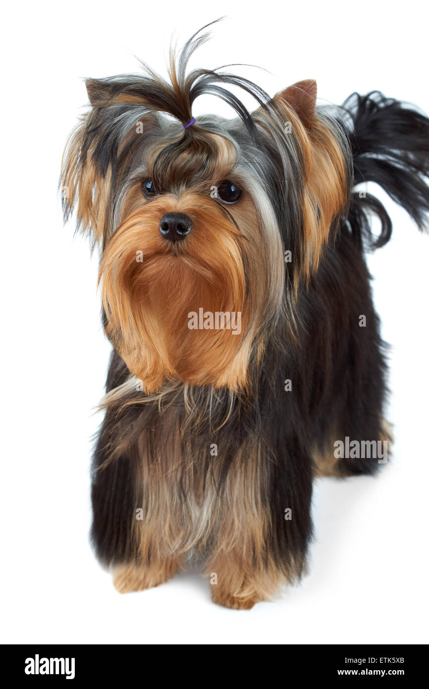 Puppy yorkshire terrier top knot fotografías e imágenes de alta resolución  - Alamy
