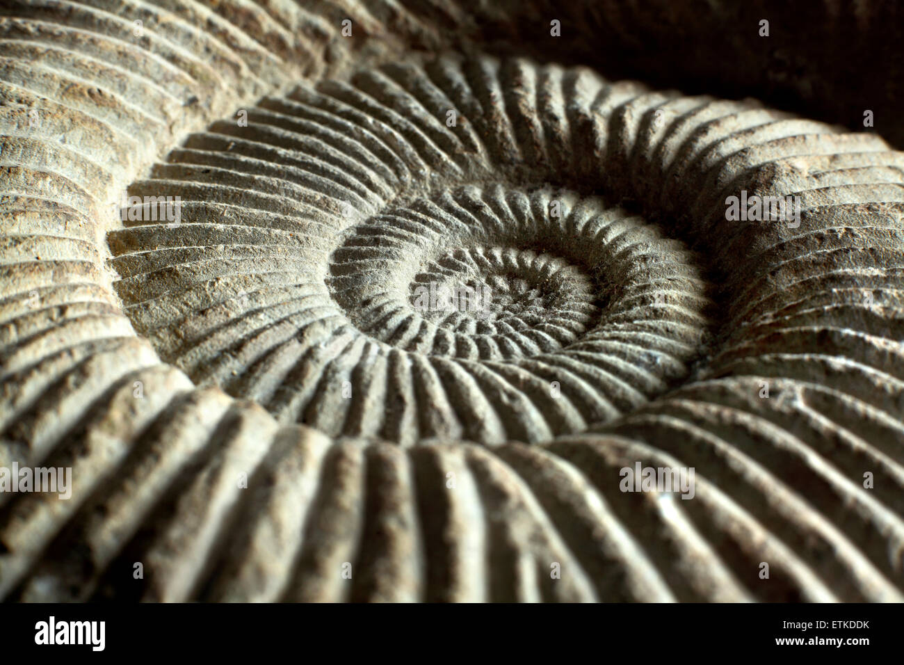 Cierre de un fósil de ammonites. (Alrededor de 25 cms de diámetro). Foto de stock