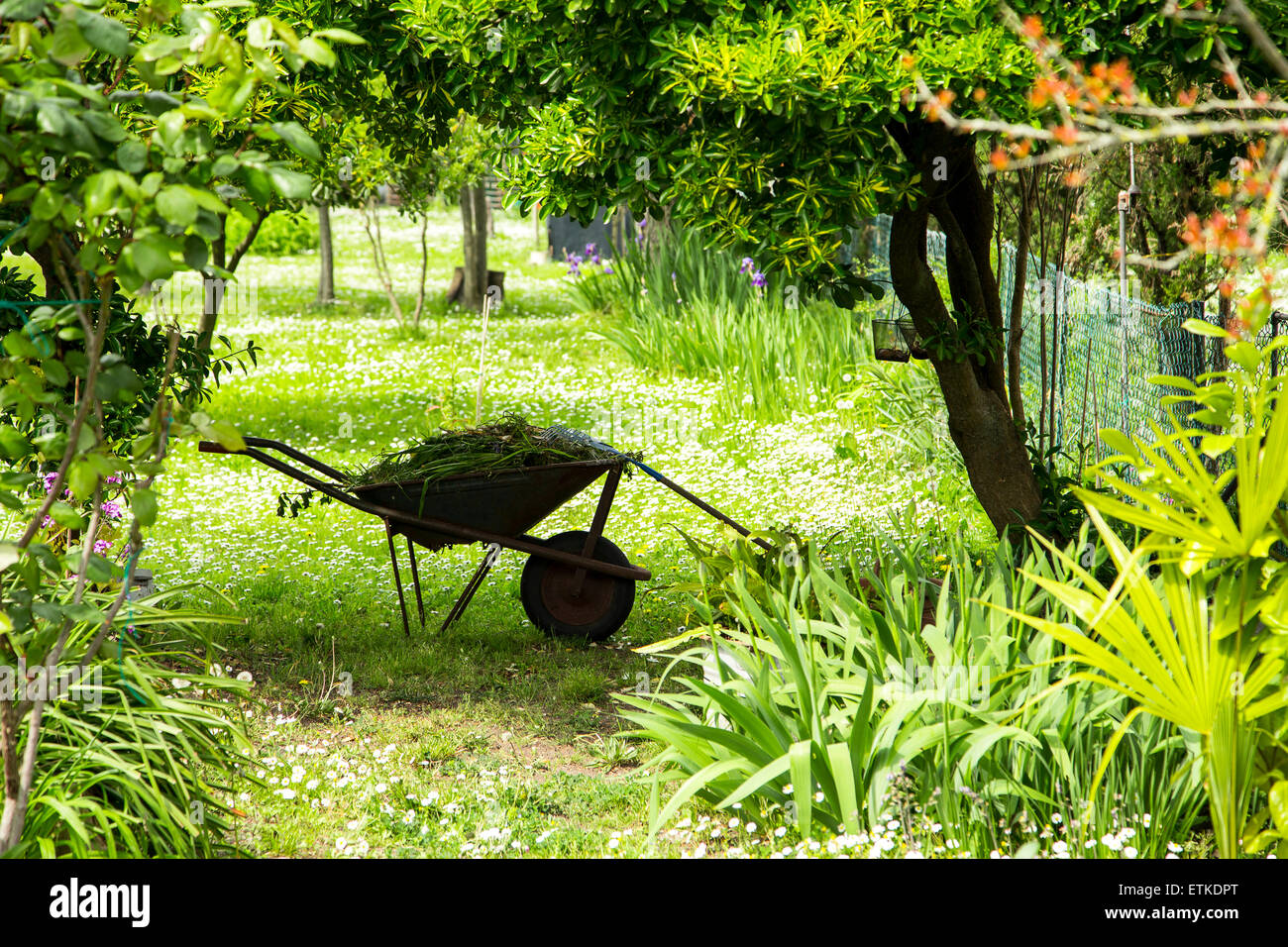 Jardinería, carretilla con herramientas de jardinería en un verde jardín con árboles frutales rural todo alrededor en un soleado día de primavera Foto de stock