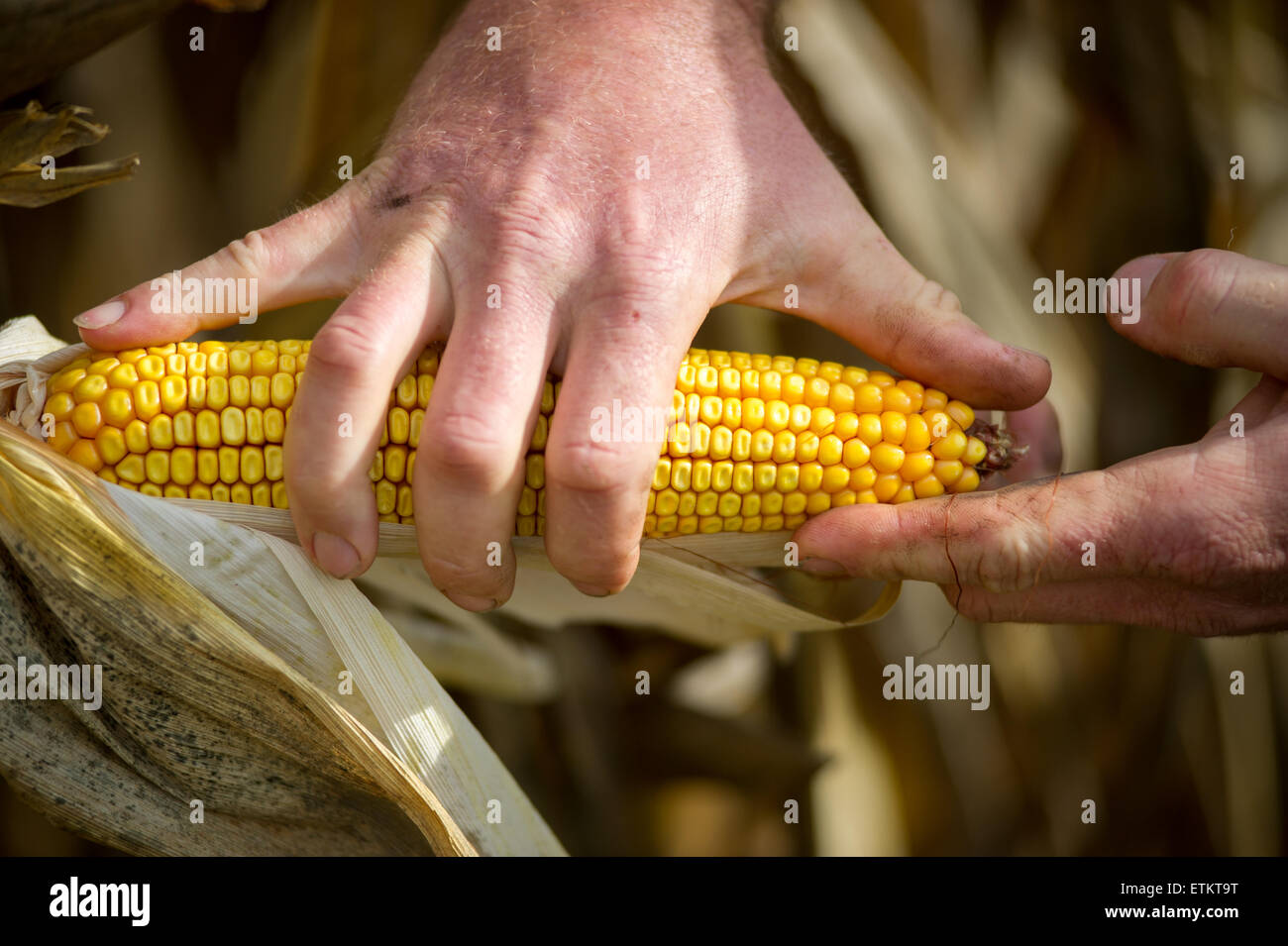 Close-up de agricultor midiendo una mazorca de maíz con su mano en Millerstown, Pennsylvania, EE.UU. Foto de stock