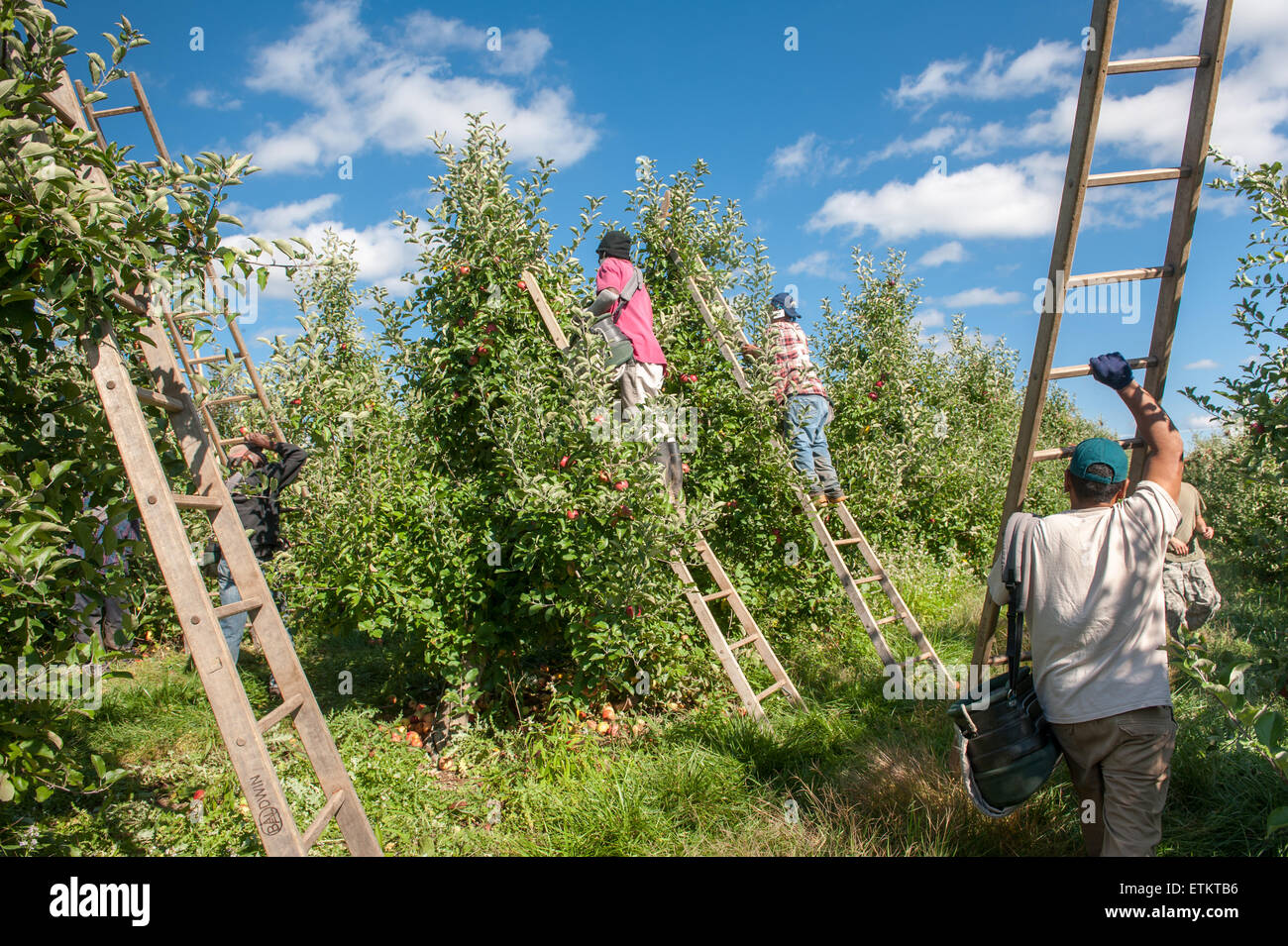 Los trabajadores recogiendo manzanas en un huerto de manzanas en el Aspers, Pennsylvania, EE.UU. Foto de stock