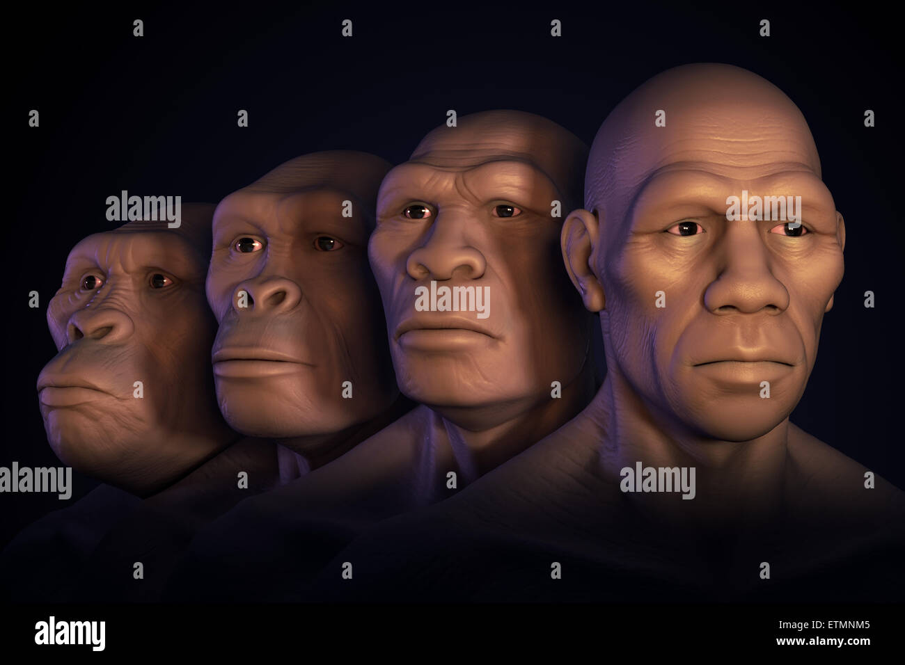 Imagen conceptual que muestra cuatro etapas de la evolución humana; los australopitecos, Homo Habilis, Homo erectus y Homo Sapiens. Foto de stock