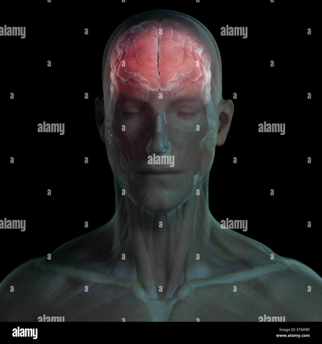 Imagen conceptual de la cara con los músculos y el cerebro visible. Foto de stock