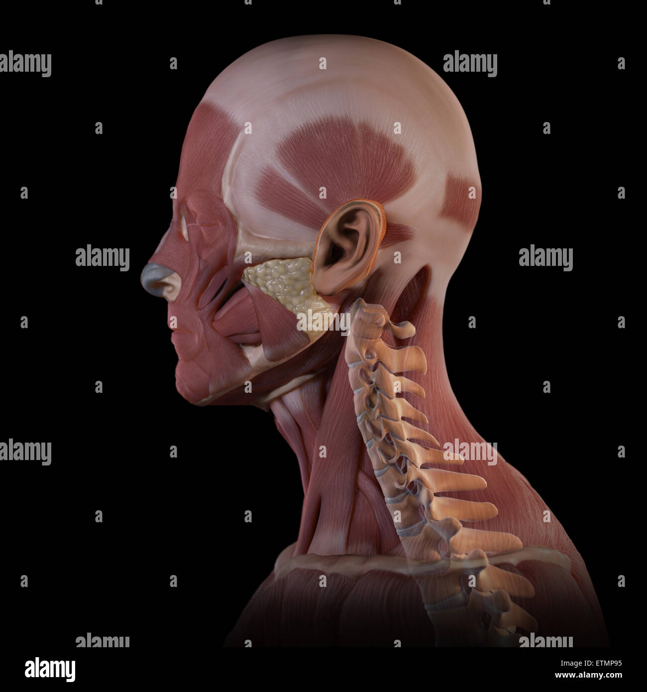 Imagen conceptual de los músculos de la cara con las vértebras cervicales visibles. Foto de stock