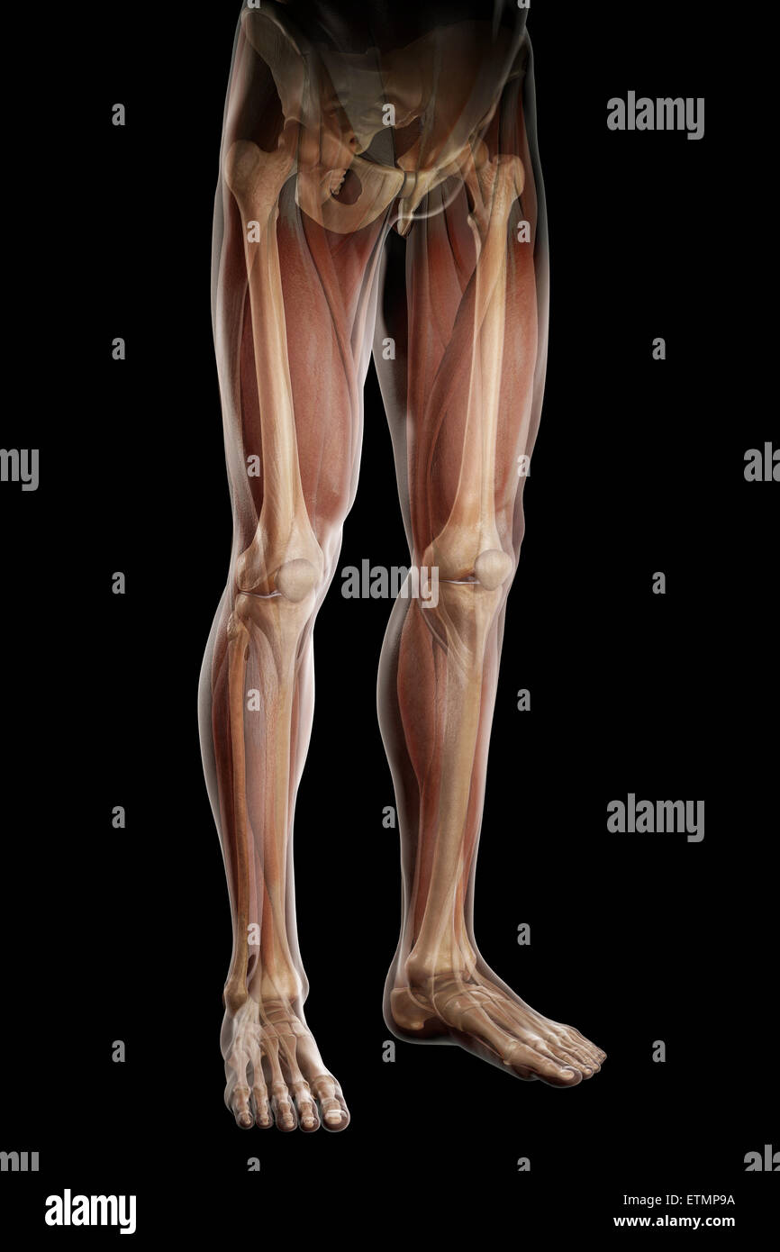 Ilustración de la musculatura y la estructura ósea de las piernas, visible a través de la piel. Foto de stock