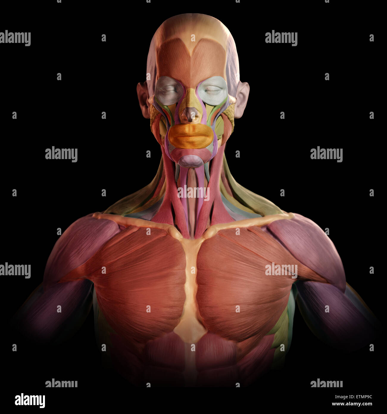 Imagen estilizada de los músculos de la cara y parte superior del cuerpo, al estilo de un modelo de arcilla con cada músculo codificadas por colores. Foto de stock
