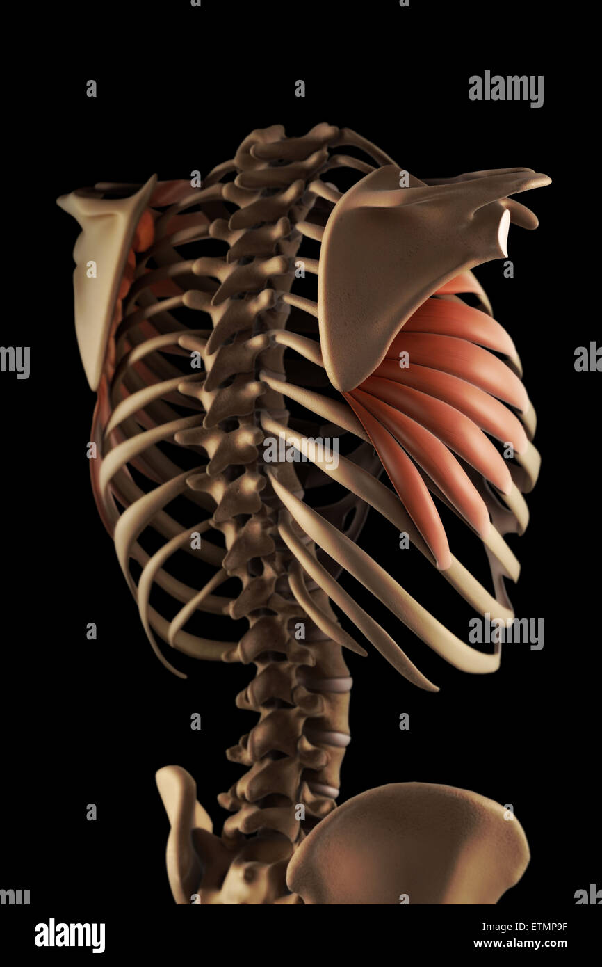 Ilustración que muestra los músculos serratus y parte del esqueleto. Foto de stock