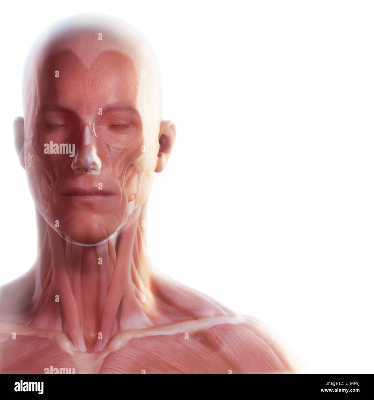 Imagen conceptual de la cara con la musculatura visible bajo la piel. Foto de stock