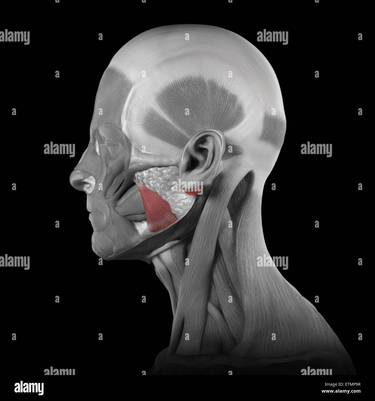 Imagen conceptual de los músculos de la cara con los músculos maseteros resaltada. Foto de stock