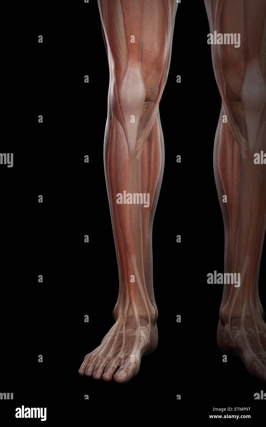 Ilustración de la musculatura y la estructura ósea de la parte inferior de las piernas, visible a través de la piel. Foto de stock