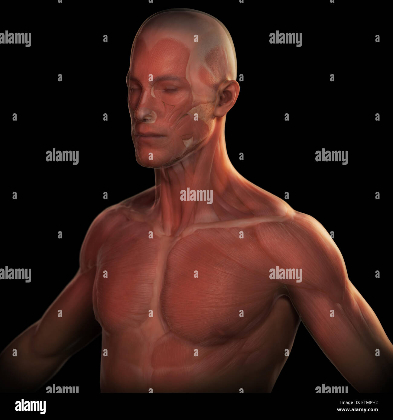 Imagen conceptual de la cara y parte superior del cuerpo con la musculatura visible bajo la piel. Foto de stock