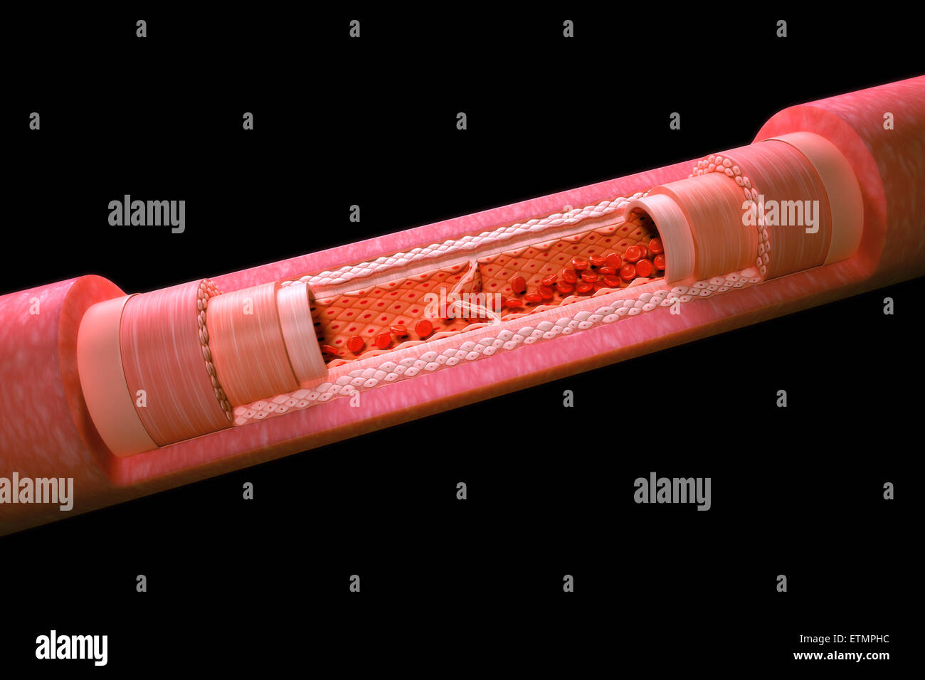 Ilustración mostrando una vena con una sección transversal para revelar la anatomía interna, incluidas las válvulas y el flujo sanguíneo. Foto de stock