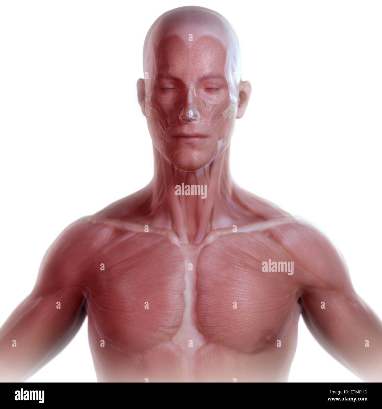 Imagen conceptual de la cara y parte superior del cuerpo con la musculatura visible bajo la piel. Foto de stock