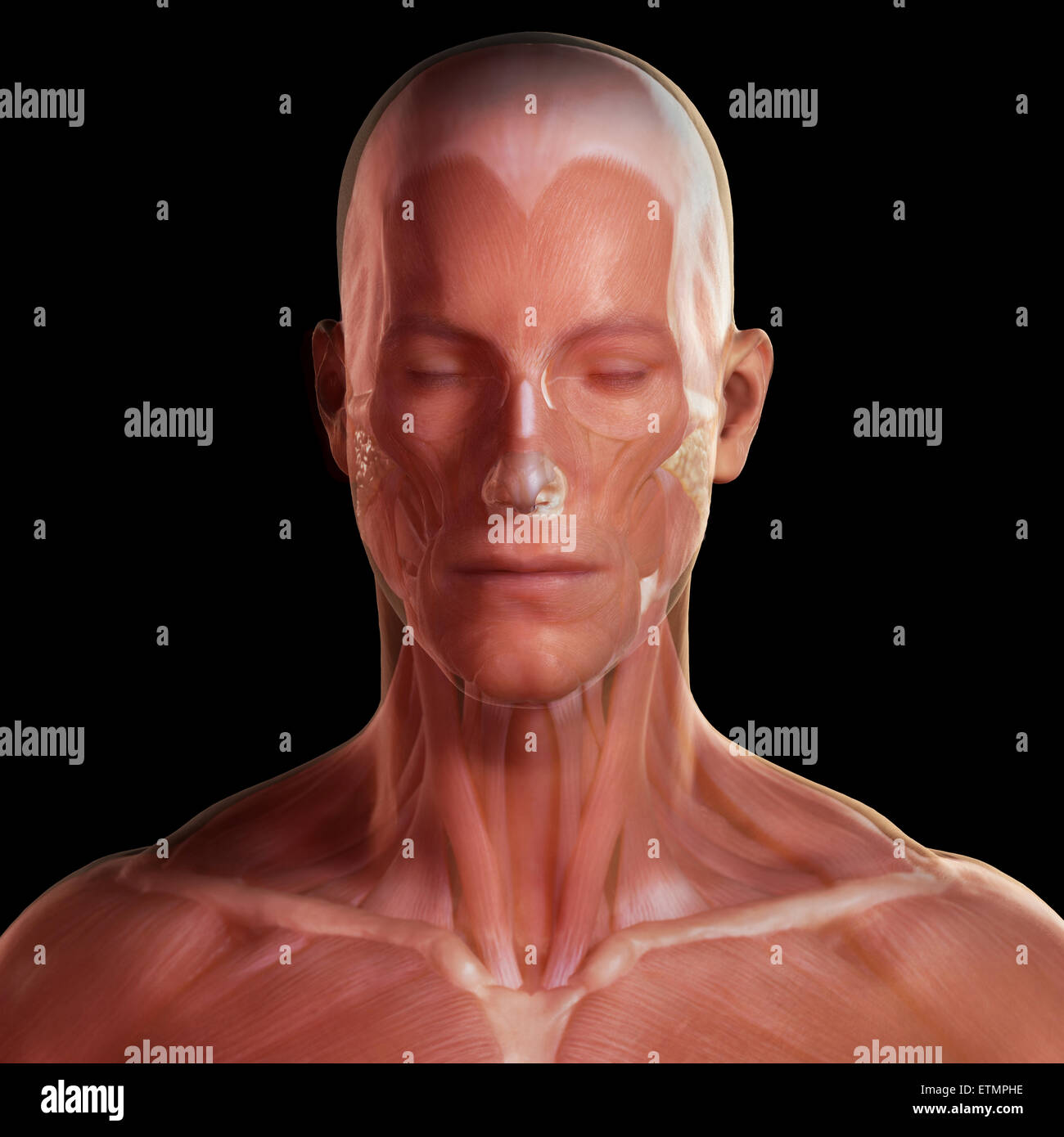 Imagen conceptual de la cara con la musculatura visible bajo la piel. Foto de stock