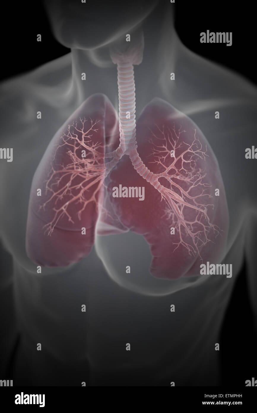 Ilustración que muestra los pulmones dentro del tórax. Foto de stock