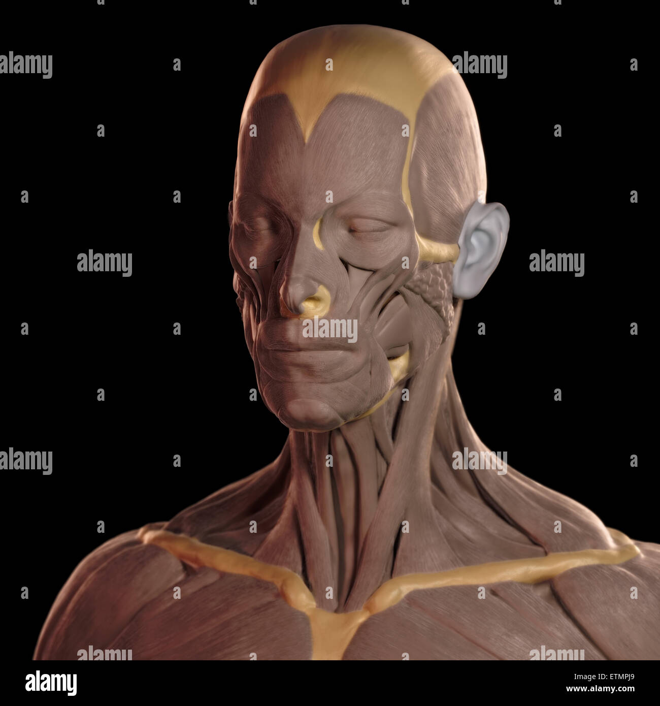 Imagen conceptual en el estilo de un modelo de arcilla de los músculos de la cara. Foto de stock
