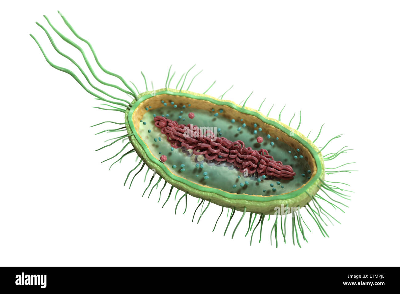 Ilustración de la sección transversal de una bacteria, mostrando la estructura interna. Foto de stock