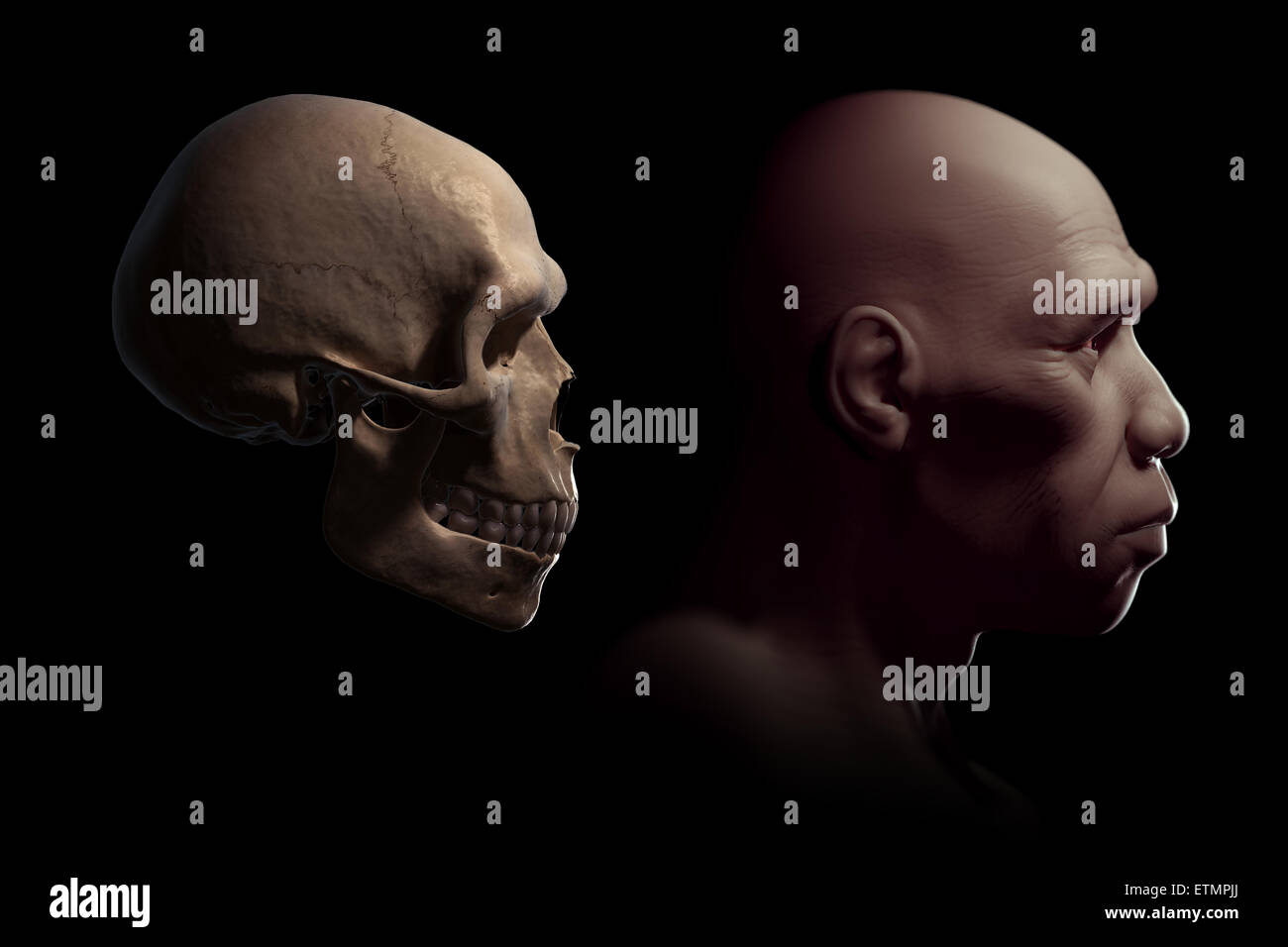 Representación de un Homo Sapiens o humano moderno junto a un cráneo humano para la comparación. Foto de stock