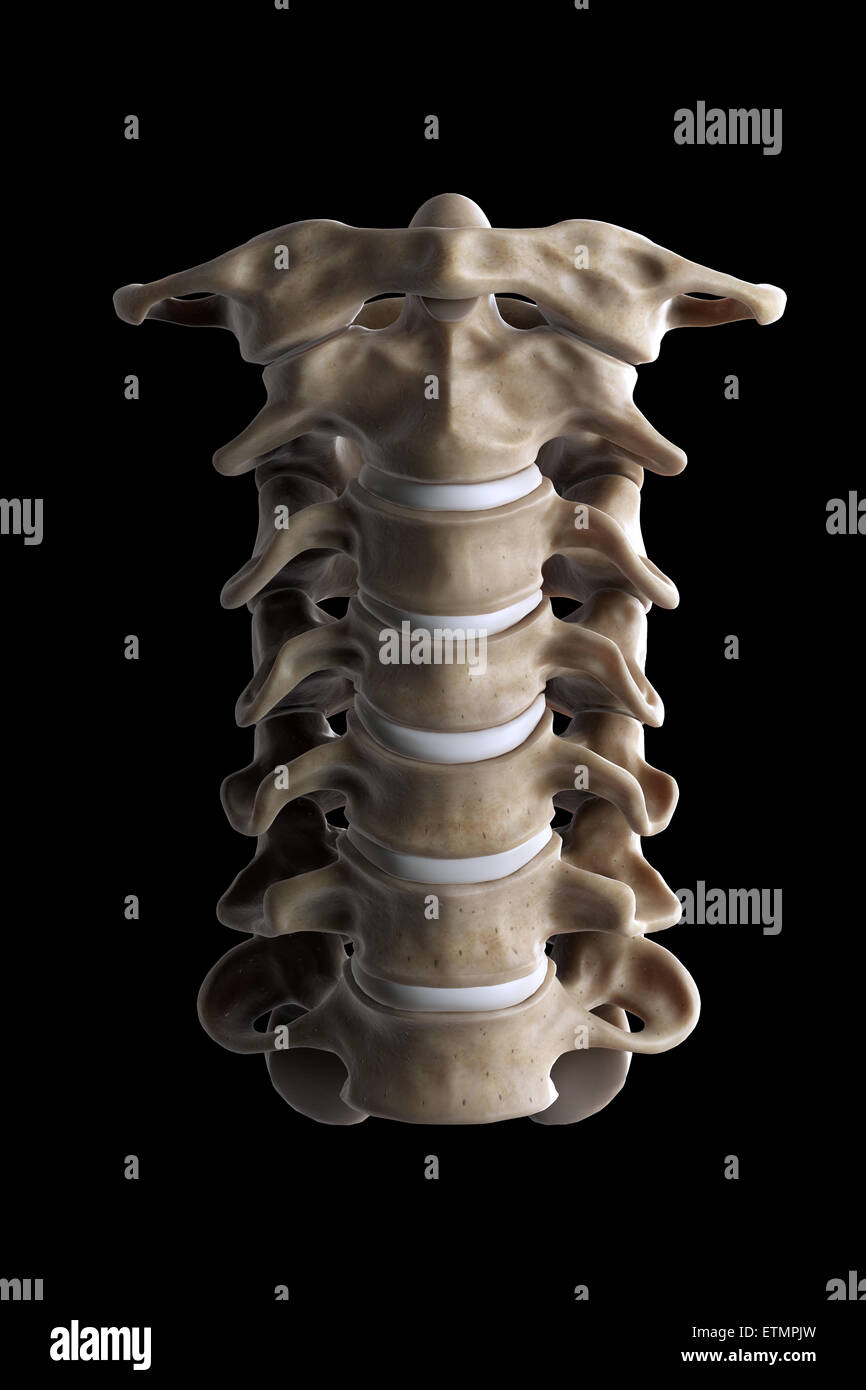 Ilustración que muestra las siete vértebras cervicales. Foto de stock