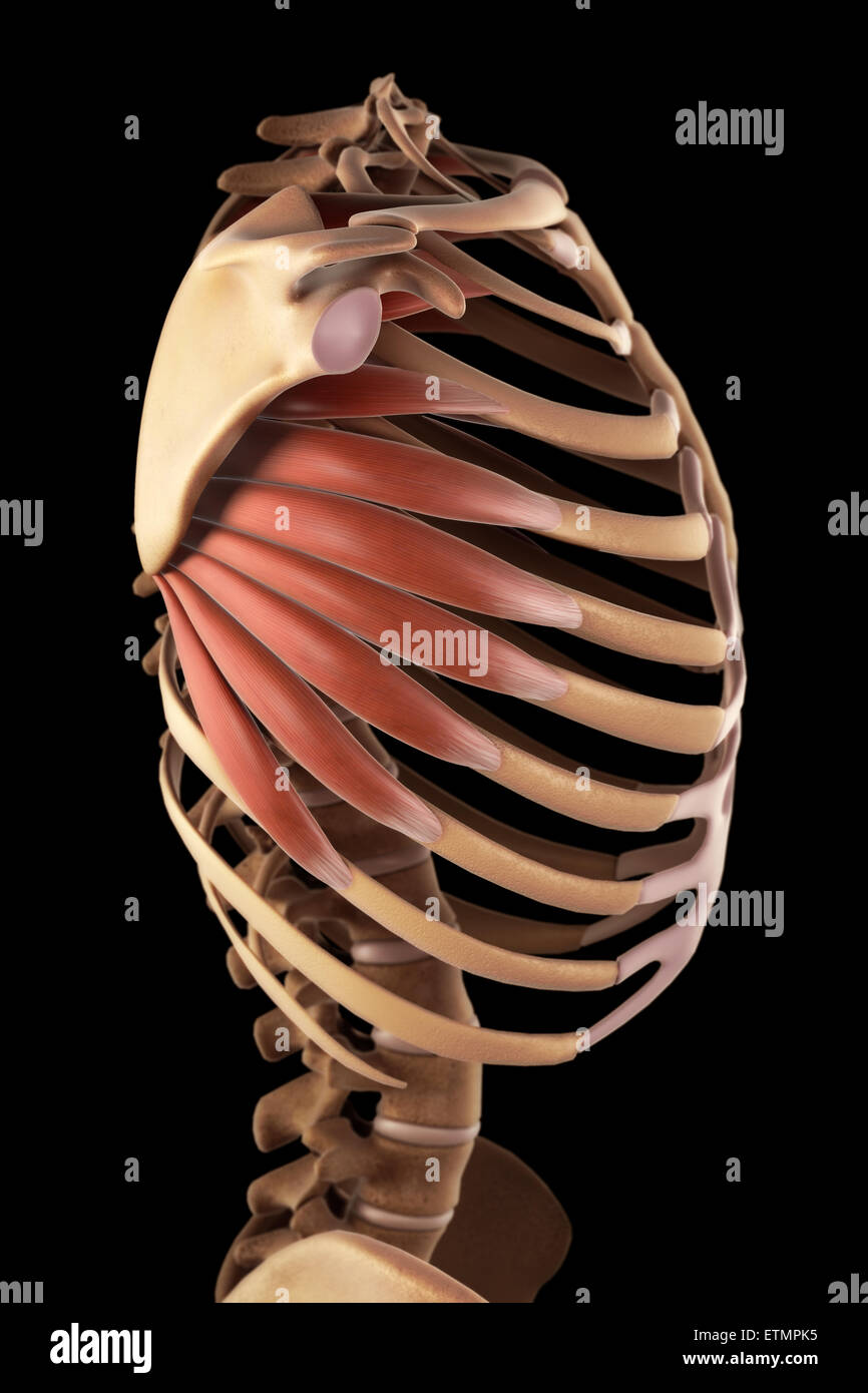 Ilustración que muestra los músculos serratus y parte del esqueleto. Foto de stock