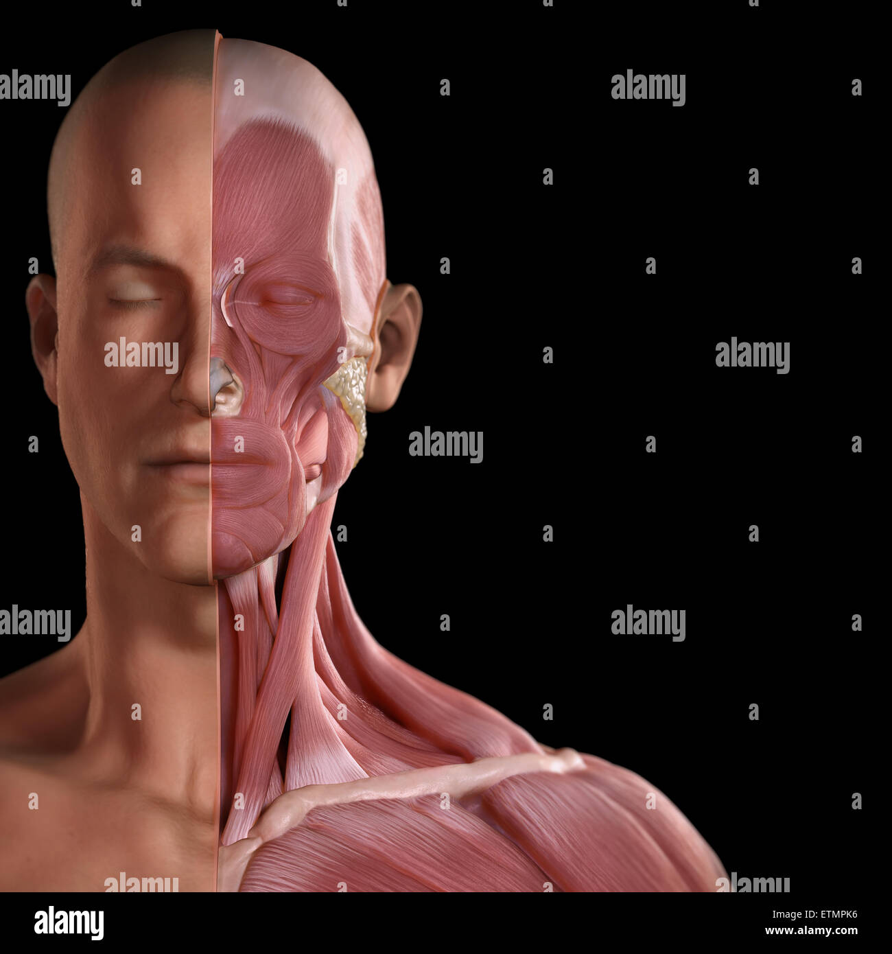 Imagen conceptual de la cara con los músculos expuestos en un lado. Foto de stock