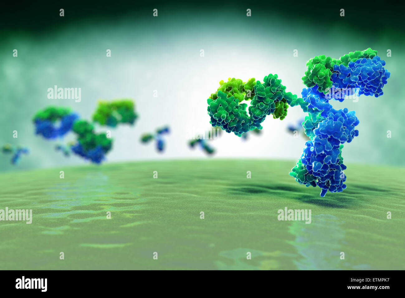 Ilustración estilizada en forma de Y-anticuerpo 1IGT, parte del sistema inmunitario humano. Foto de stock