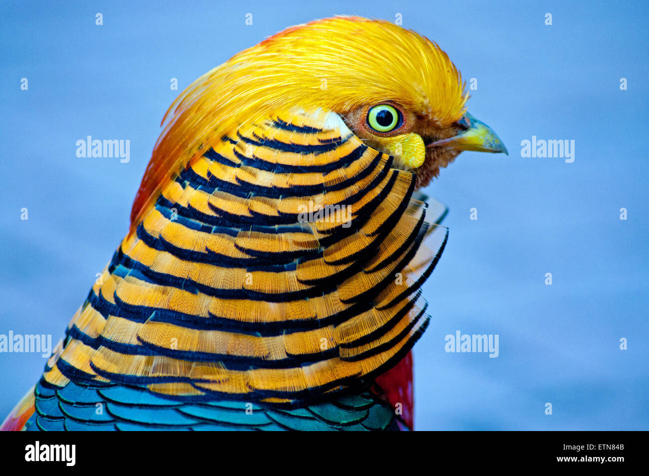 Retrato de un Faisán Dorado pájaro, Sudáfrica Foto de stock