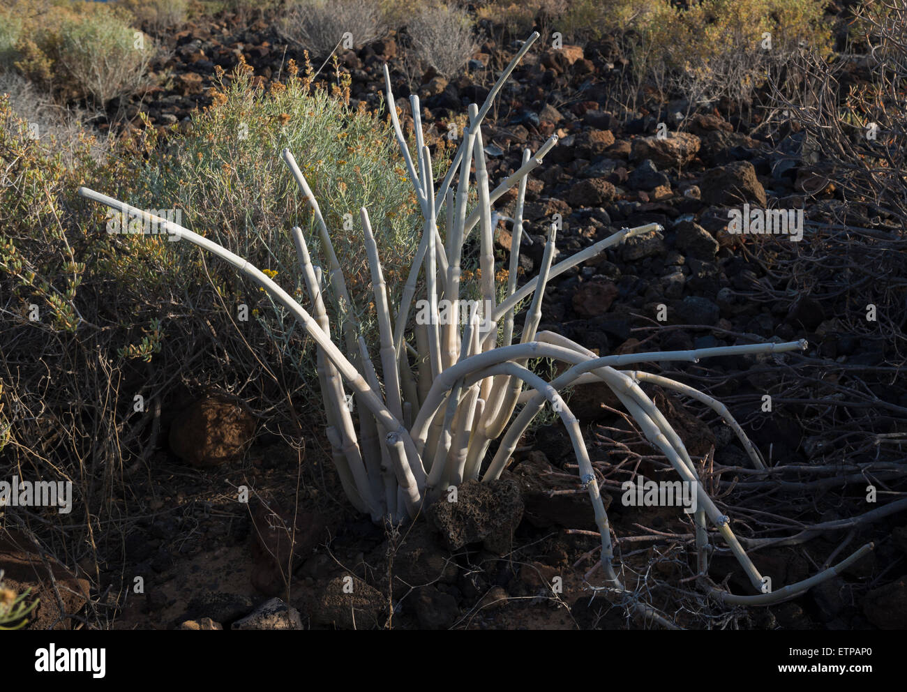 Ceropegia fusca cardoncillo (gris), una planta endémica de Canarias, que crece en las áreas semiáridas de Tenerife y Gran Canaria Foto de stock