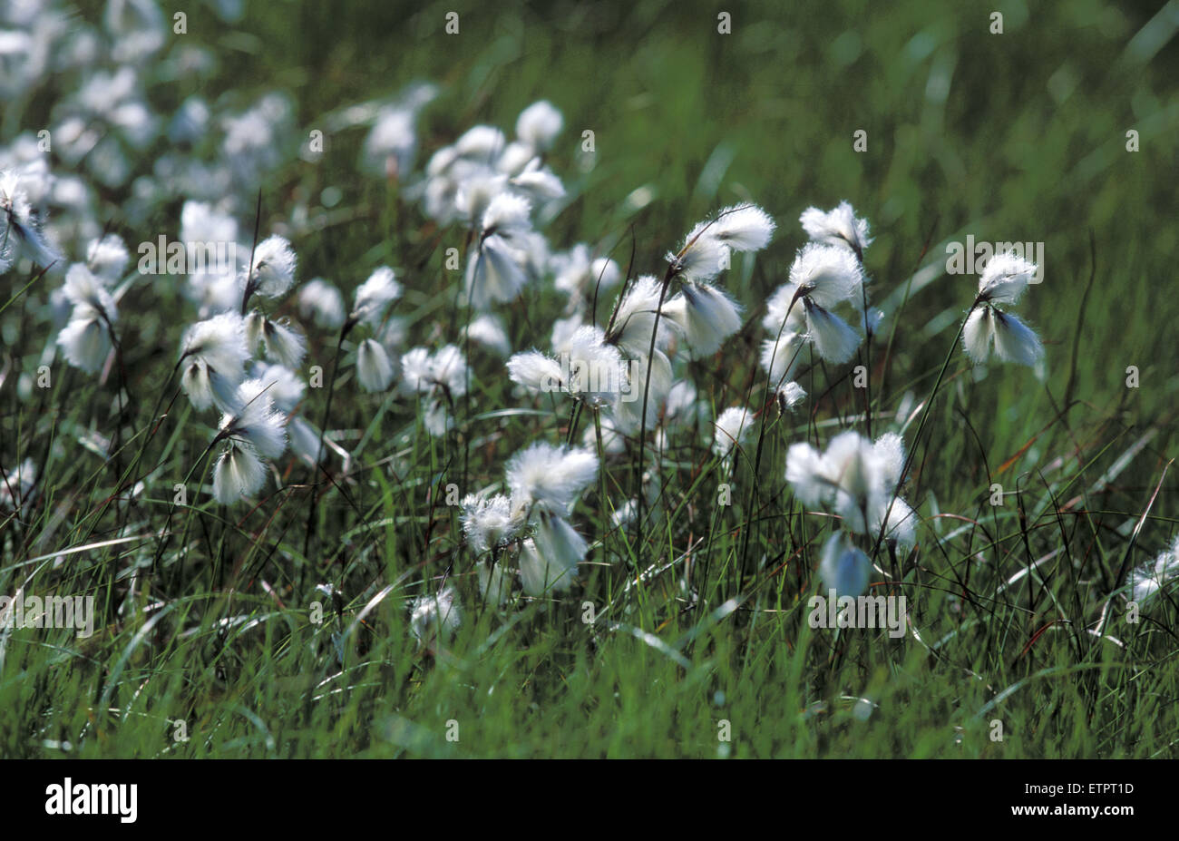 BEL, Bélgica, Eastbelgium, Hautes Fagnes, Hohes Venn, pasto de algodón. BEL, Belgien, Ostbelgien, Hohes Venn, Baumwollgras. Foto de stock
