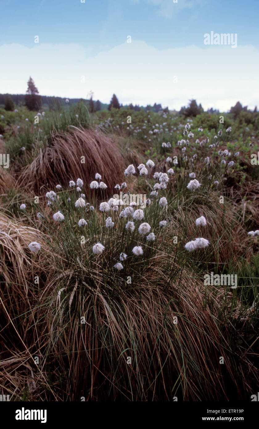 BEL, Bélgica, Eastbelgium, Hautes Fagnes, Hohes Venn, pasto de algodón. BEL, Belgien, Ostbelgien, Hohes Venn, Baumwollgras. Foto de stock