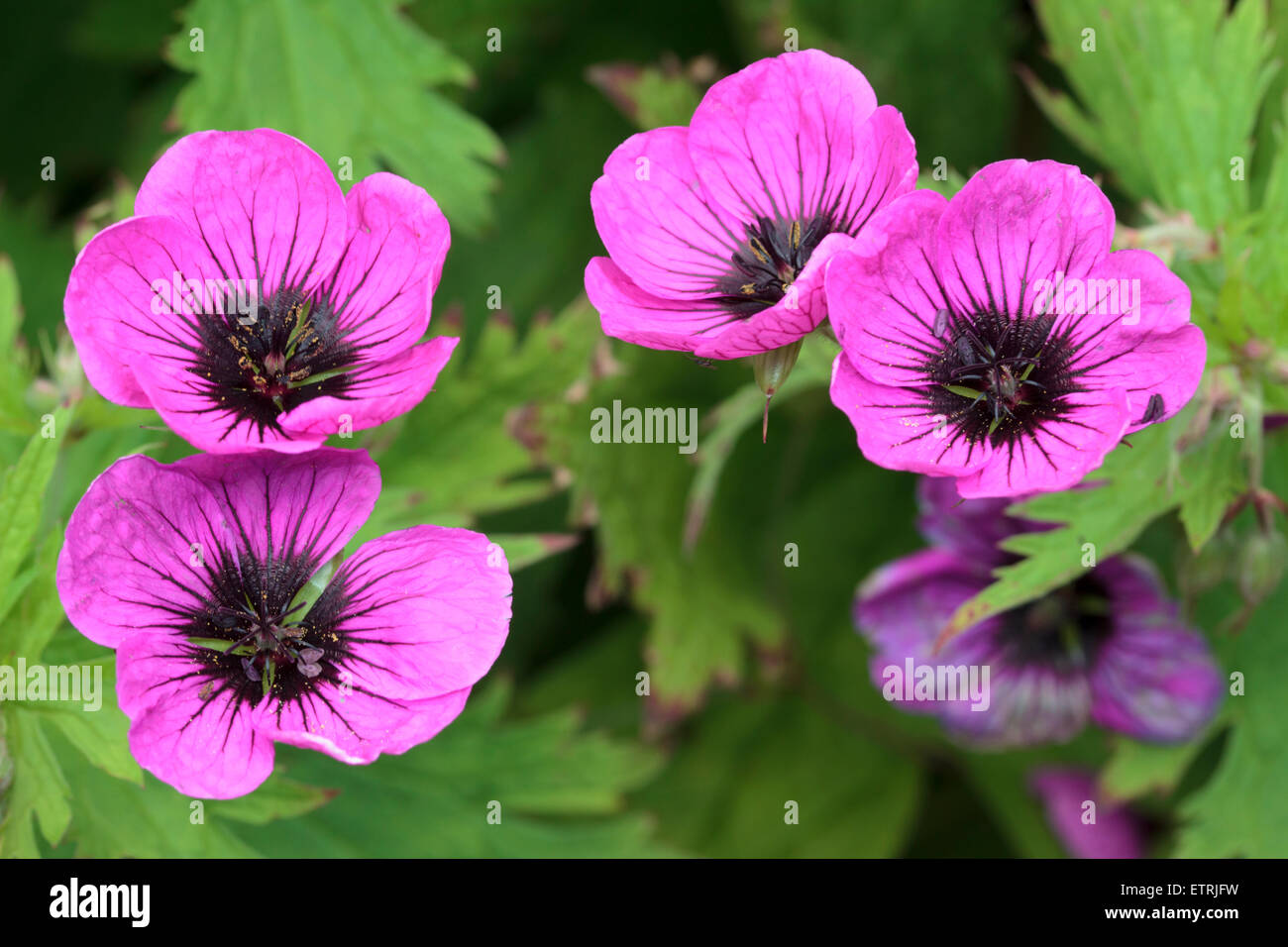 Ojos oscuros flores magenta de la propagación, Hardy, Geranium psilostemon Foto de stock
