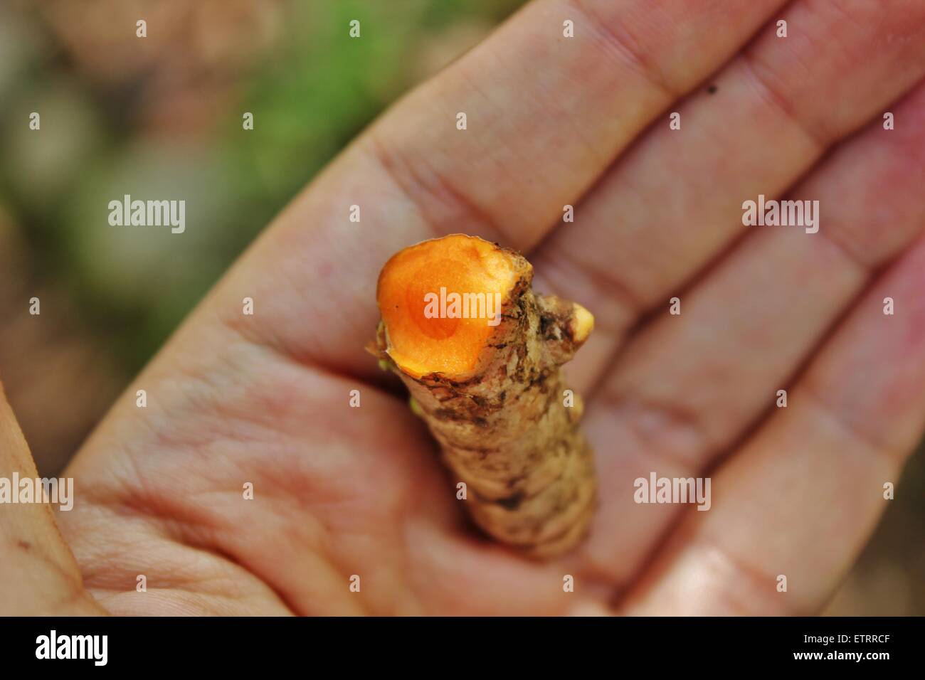 Un trozo de raíz de cúrcuma desde una granja biodinámica en Costa Rica. Foto de stock