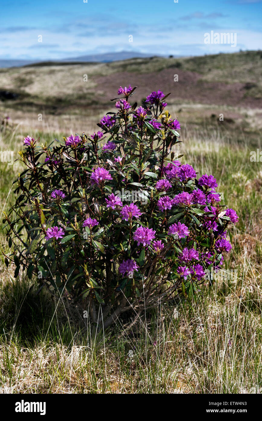 Un florecimiento Rhododendron bush cerca de Cnoc na Sroine hill fort salen Isle Of Mull Inner Hebrides Argyll, Escocia Foto de stock