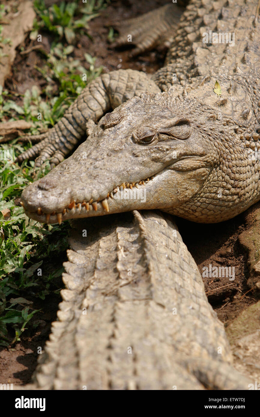 Los Cocodrilos De Agua Salada Crocodylus Porosus Cabeza Y Cola Superior En Detalles 2558