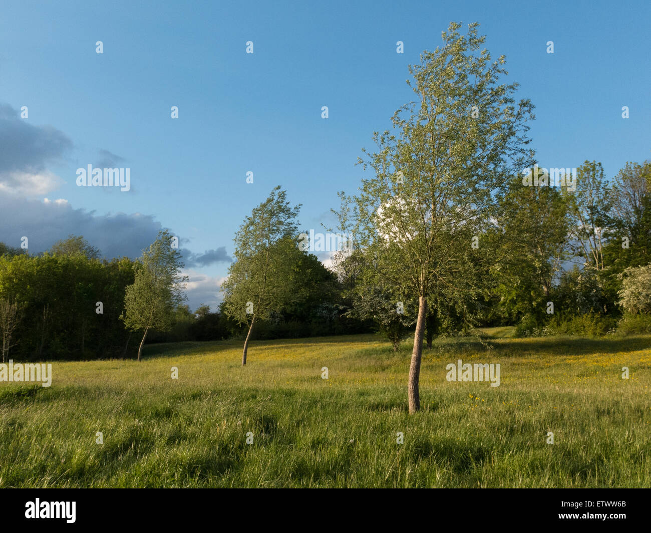 Parques de Milton Keynes ruta de confianza entre Bradville y Blue Bridge, Milton Keynes, Buckinghamshire, Inglaterra. Foto de stock