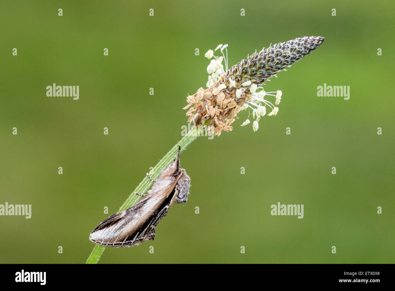 Menor tragar Pheosia gnoma prominente (polilla) adulto descansando sobre llantén menor (Plantago lanceolata), Norfolk, Inglaterra, Reino Unido. Foto de stock