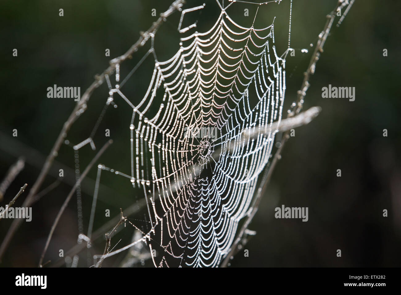 NLD, los Países Bajos, las arañas web con gotas de rocío. La LND, Niederlande Tautropfen Spinnennetz, mit. Foto de stock