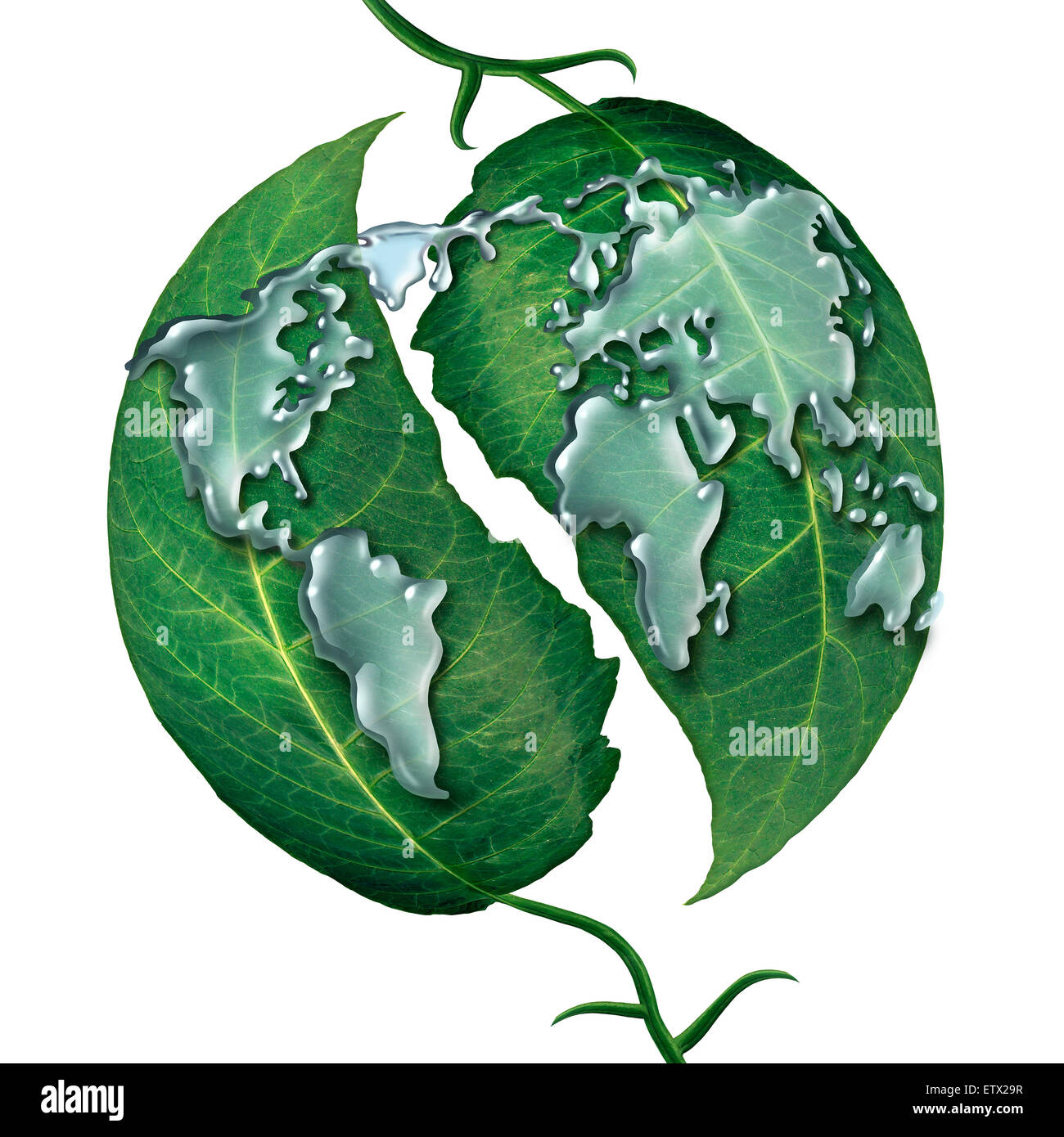 Concepto de la gota de agua hoja mundial como un grupo de líquido en forma de gotas de lluvia como el mapa de earrth sobre hojas verdes como símbolo y metáfora para la ecología protección global de agua limpia o aislado sobre un fondo blanco. Foto de stock
