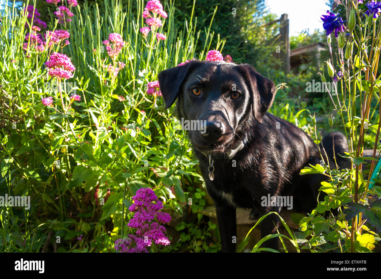 Perro negro sentado fotografías e imágenes de alta resolución - Alamy