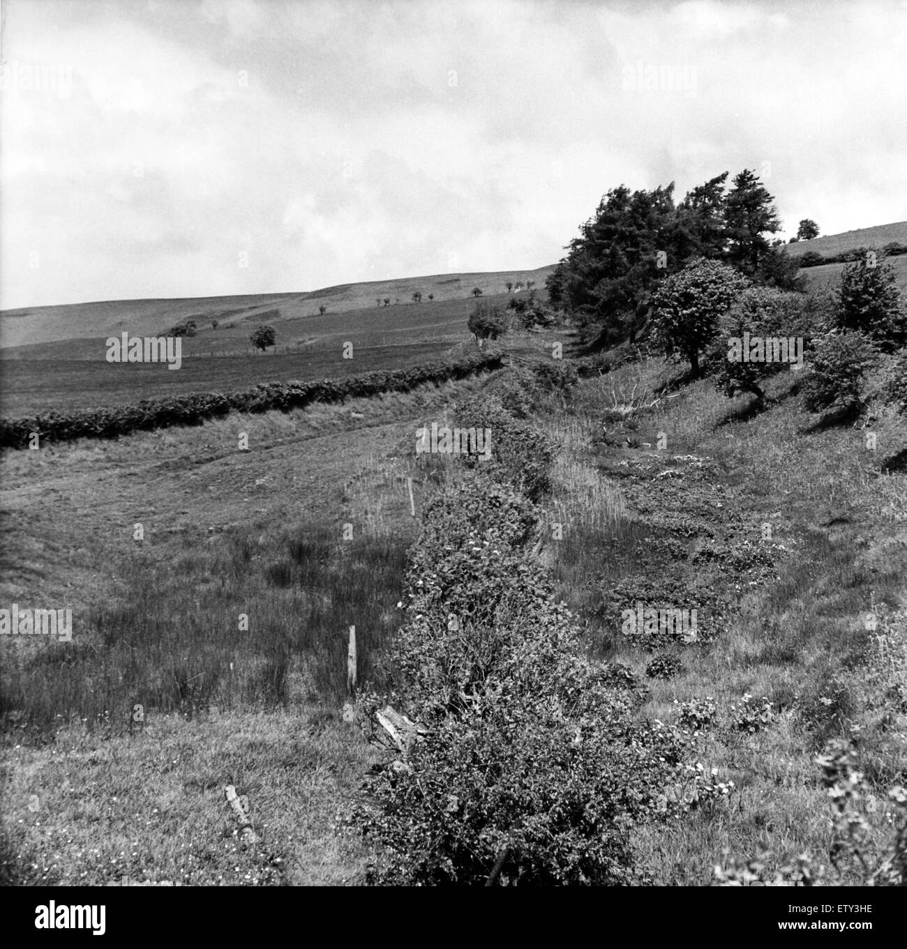 Offa's Dyke es un gran terraplén lineal que sigue aproximadamente la actual frontera entre Inglaterra y Gales. Mirando hacia arriba por la pendiente de la colina Llanfair encima de Knighton. Circa 1950. Foto de stock