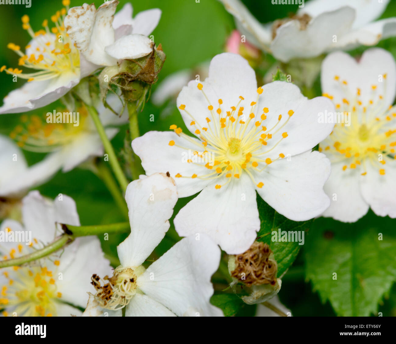 Un primer plano de un macro de frambuesa y florecen en la primavera. Foto de stock