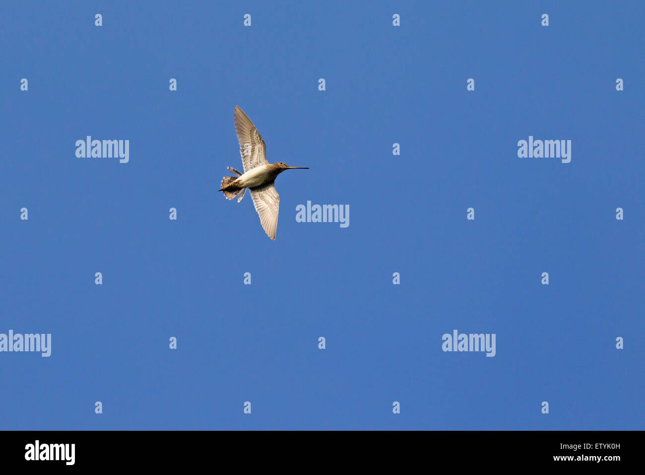 La agachadiza común (Gallinago gallinago común) en vuelo contra el cielo azul Foto de stock