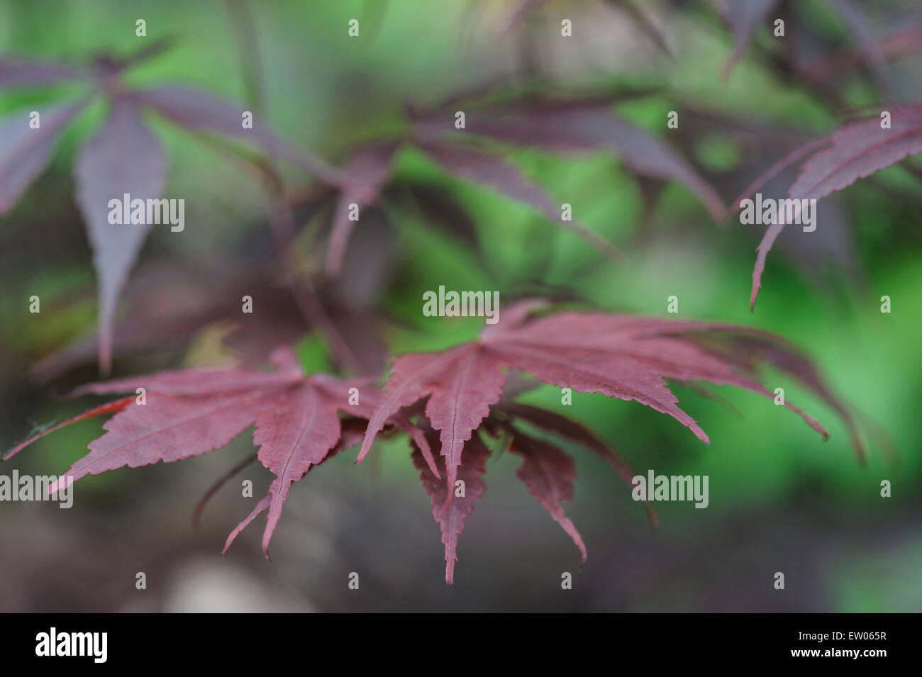 Acer palmatum atropurpureum Bloodgood f. Foto de stock